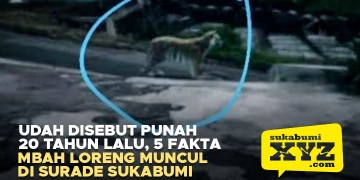 Dinyatakan Punah 42 Tahun Lalu, 5 Fakta Mbah Loreng Muncul di Surade Sukabumi